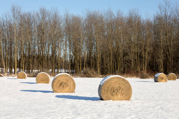 istock Hay Bales in a Winter Field 675802794