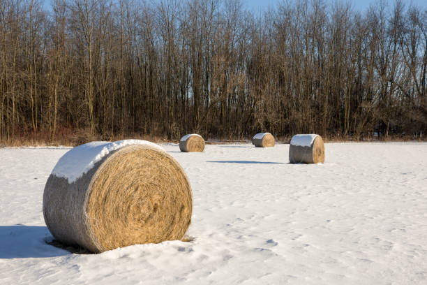 istock Hay Bales in a Winter Field 675802800