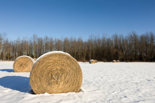 istock Hay Bales in a Winter Field 675802816