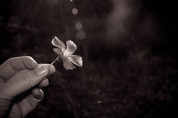 istock Human hand holding periwinkle flower 675802858