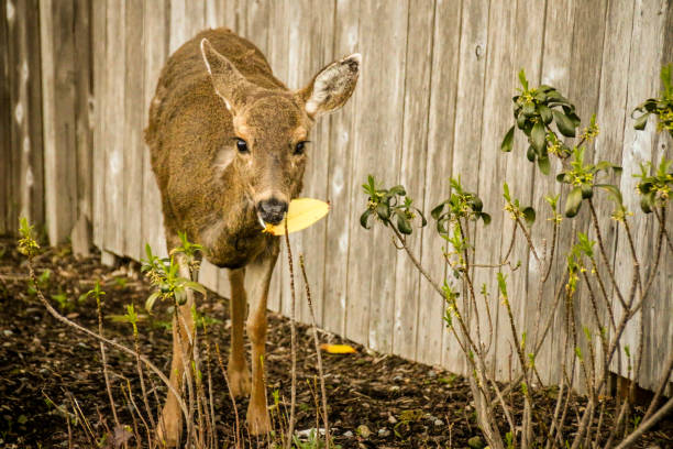 istock Urban deer grazing 675803180