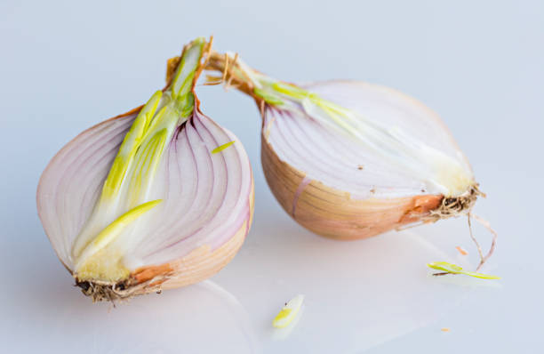 istock Onion cut in half in studio with white background 675804108