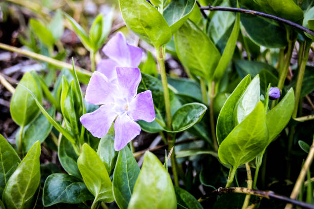 istock Magenta periwinkle flower in beach grass 675804136