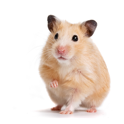 Beige hamster on a white background