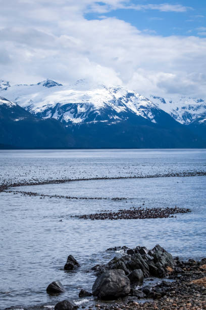 istock Trail of Surf Scoters 675805622