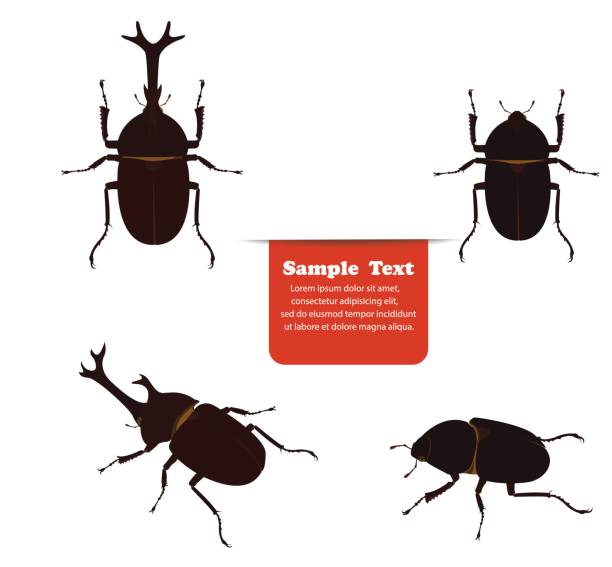 Mushiking beetle male and female. Mushiking beetle male and female. vector longhorn beetle stock illustrations