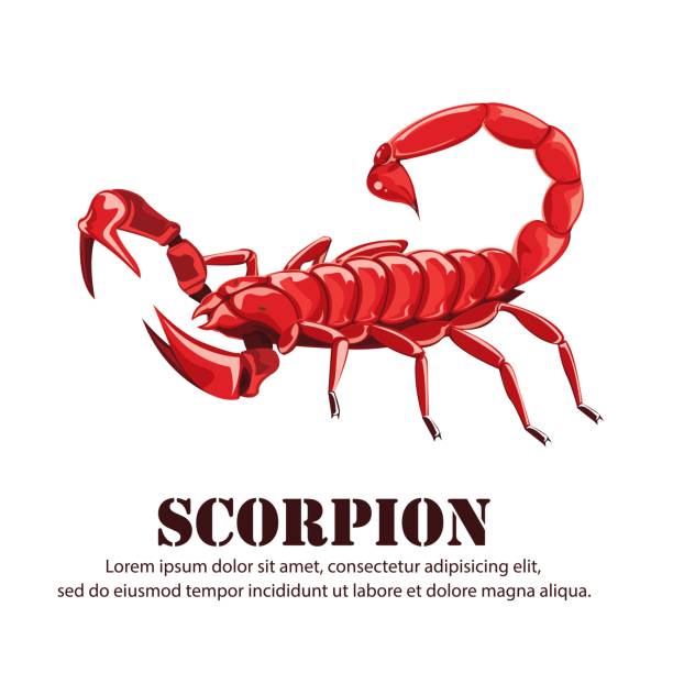 ilustrações de stock, clip art, desenhos animados e ícones de illustration.scorpion - escorpião aracnídeo
