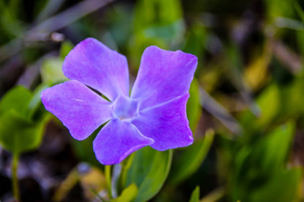 istock Magenta periwinkle flower in beach grass 675806108