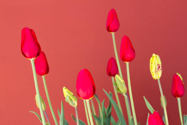istock Beautiful Red and Yellow Tulips Against Red-Orange Wall, Copy Space 675808212