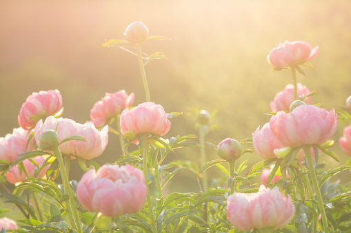 Beautiful pink peony flowers in spring