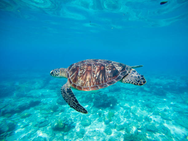 istock Wild green turtle swimming underwater. 675812608