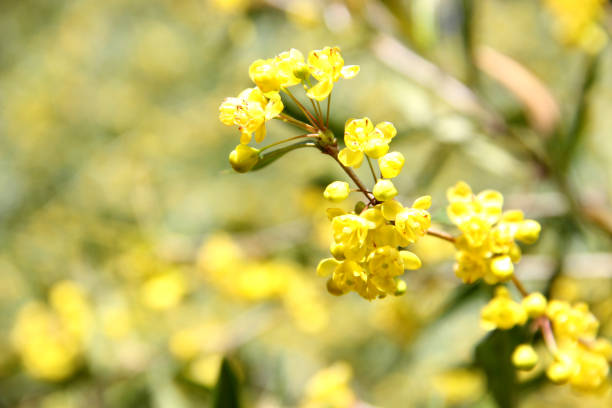 istock wildflowers in the spring 675817130