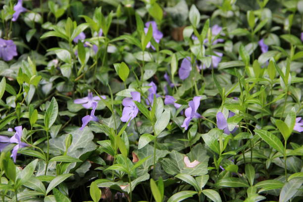 istock wildflowers in the spring 675817136