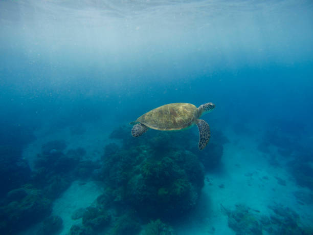 istock Sea turtle swimming in blue water with sunlight. 675817408