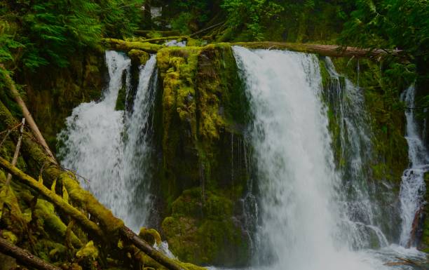 istock Oregon Green Monster 675817916