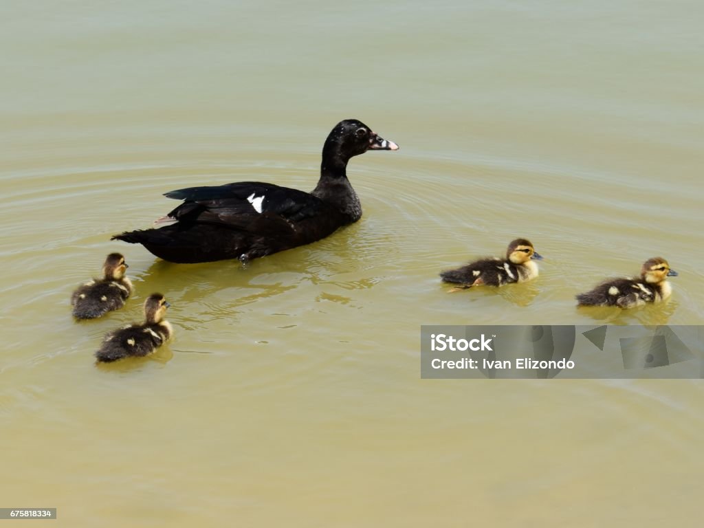 Mother Duck A photograph of a mother duck swimming besides her ducklings. Animal Stock Photo