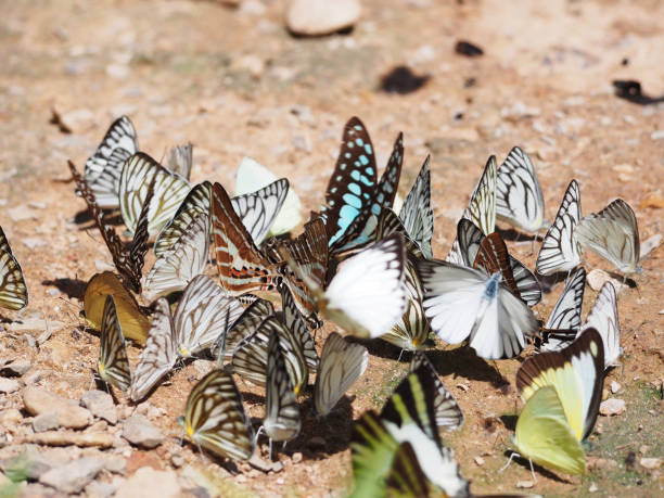 istock Group of beautiful butterfly on the ground 675818494