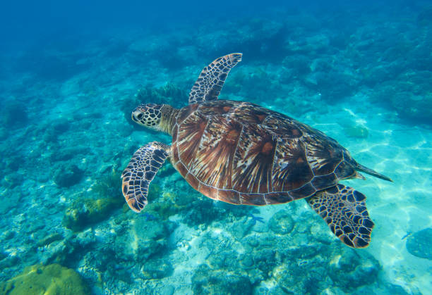 istock Sea turtle closeup undersea photo. 675819896