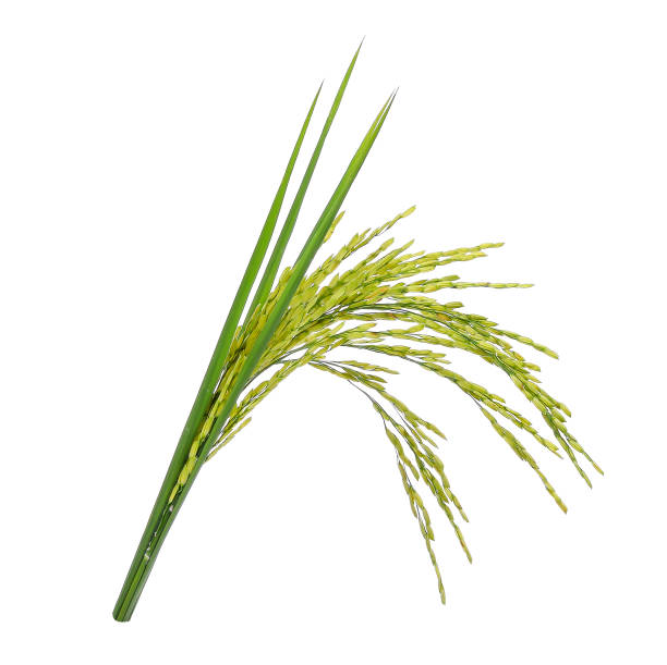 istock green paddy rice isolated on white background 675820096