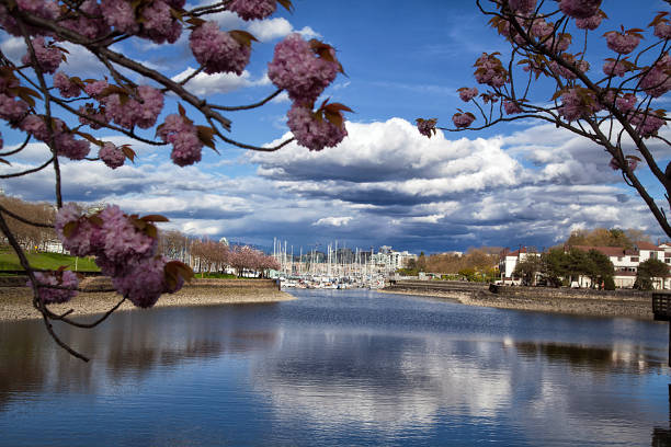 Spring in the city, Vancouver, Canada Cherry blossom in Granville Island on a sunny Spring afternoon. shadow british columbia landscape cloudscape stock pictures, royalty-free photos & images