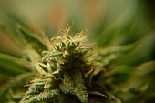 cannabis-knospen.jpg?b=1&s=170x170&k=20&c=px8XAbHp8ewMn4sg_7O2GrRQu7JgZzhjFVVK0auppQc=