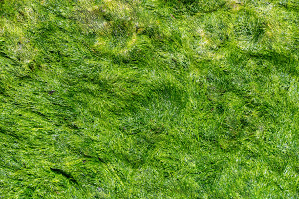 istock Green background of algae seaweed. Stone with bright seaweed closeup. 675820722
