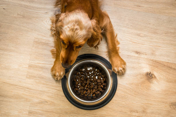 istock Hungry Cocker Spaniel with bowl of granules 675821324