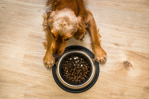 Hungry Cocker Spaniel with bowl of granules - feeding a dog