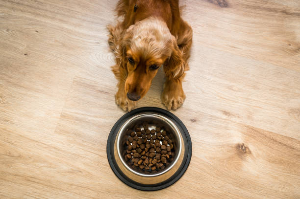 Hungry Cocker Spaniel with bowl of granules