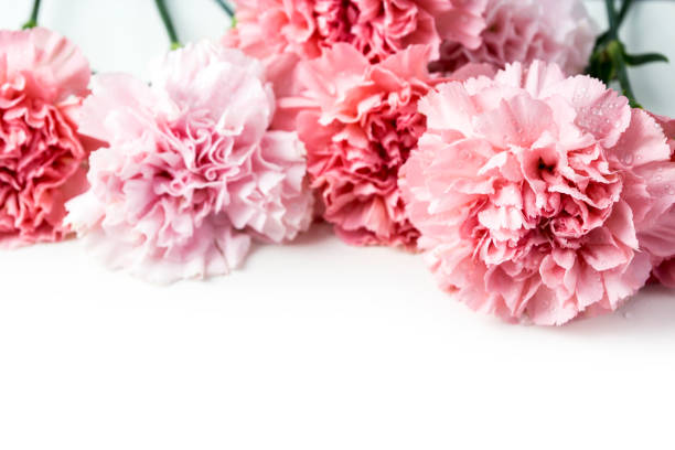 istock Pink carnation flower isolated on white background 675824284