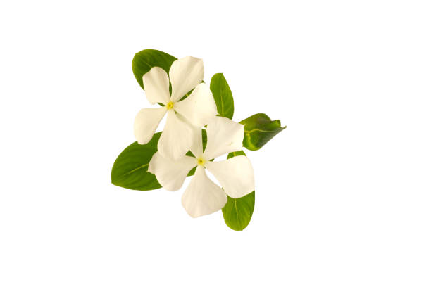 istock vinca rosea Flower  isolated 675825556