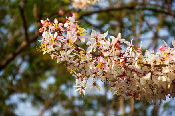 istock cherry or prunus cerasoides sakura flower 675825598