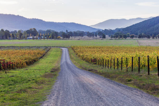istock Beautiful vineyard in autumn. Victoria, Australia 675825892