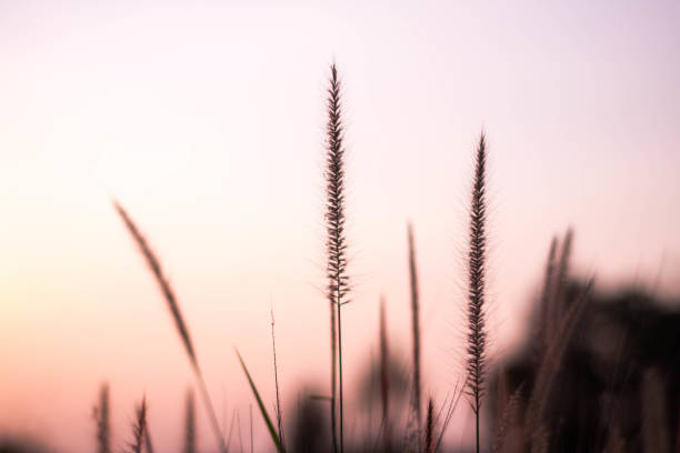 istock Grass flower field in nature close up. 675826124