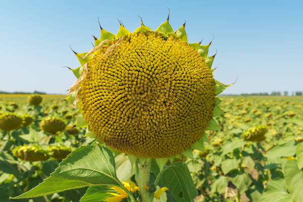 istock sunflower head close up after flowering on field 675826144