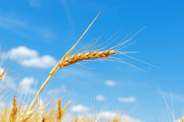 istock golden crop in field and blue sky 675826532