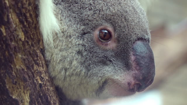 Koala eyes big close-upใ