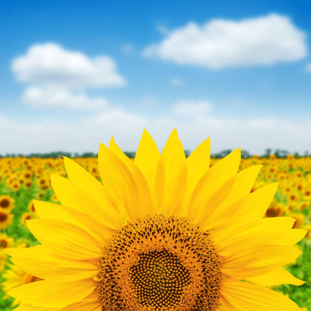 istock sunflower closeup over field. soft focus 675828242