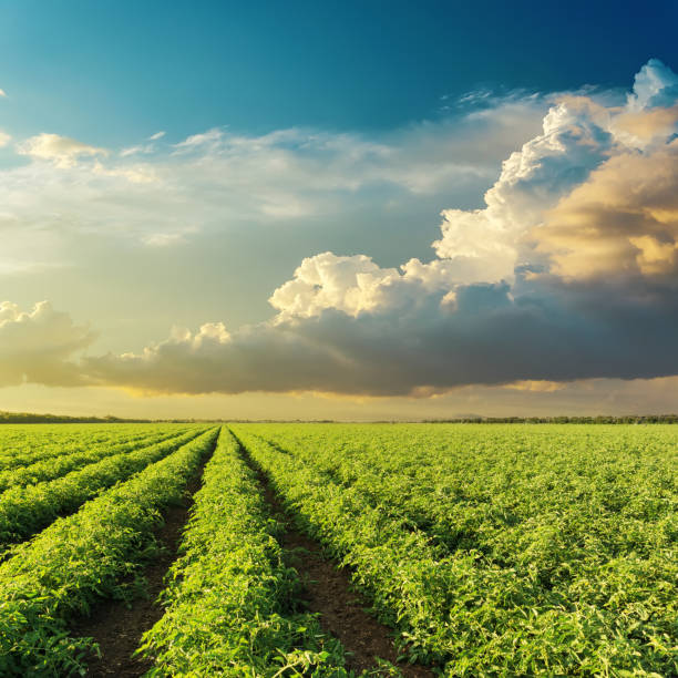 istock low clouds in sunset over green agricultural field with tomatoes 675828694