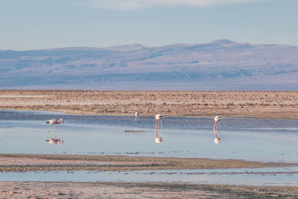 istock Flamingos at Chaxa Lagoon in Atacama Desert, Chile. 675838744