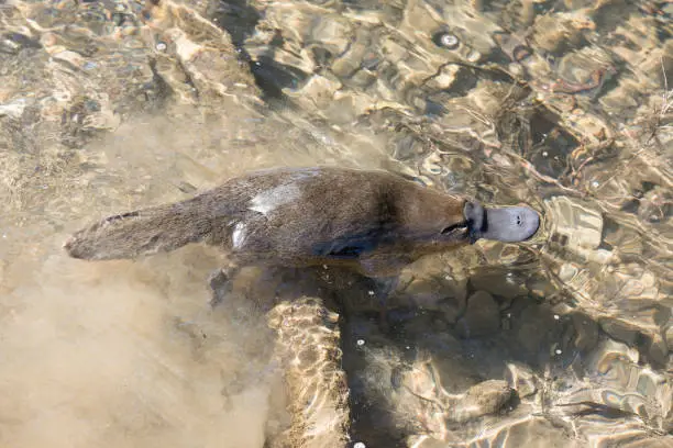 Platypus swimming in a Tasmanian creek.