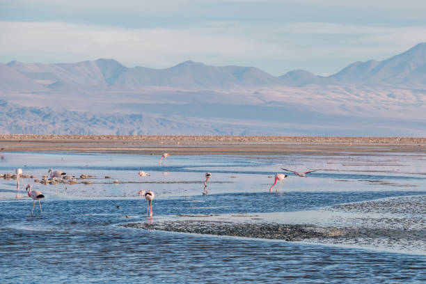 istock Flamingos at Chaxa Lagoon in Atacama Desert, Chile. 675851016
