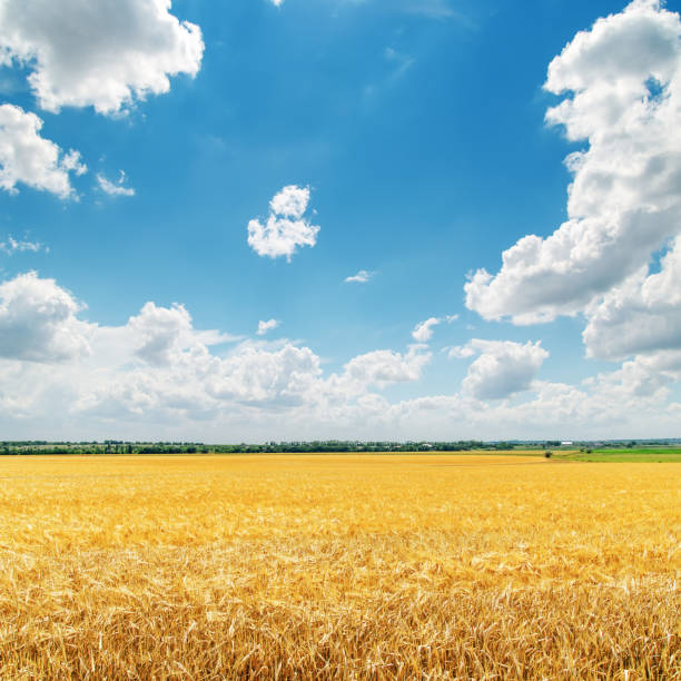 istock clouds in blue sky over golden field with crop 675895578