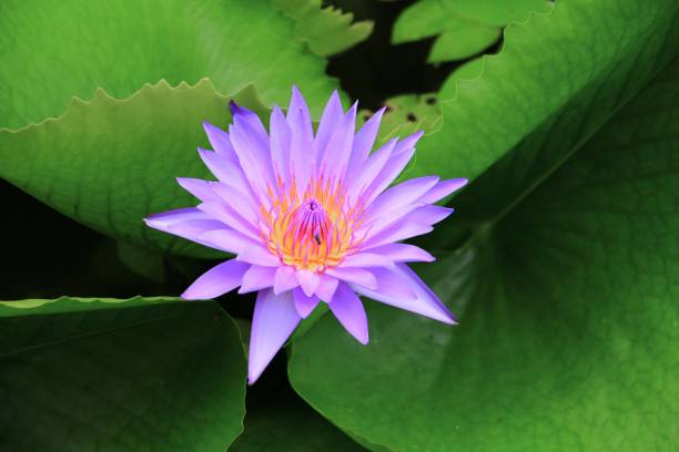 istock Lotus lilly purple on water beautiful 675896886