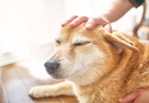 istock A dog being stroked at the head 675896968