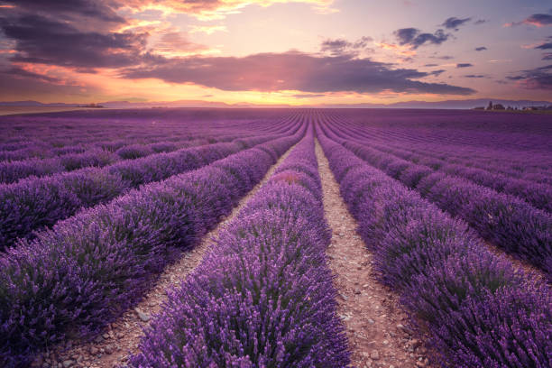 Lavender field in Provence, France (Plateau de Valensole) Lavander plantation, cultivated area. july photos stock pictures, royalty-free photos & images