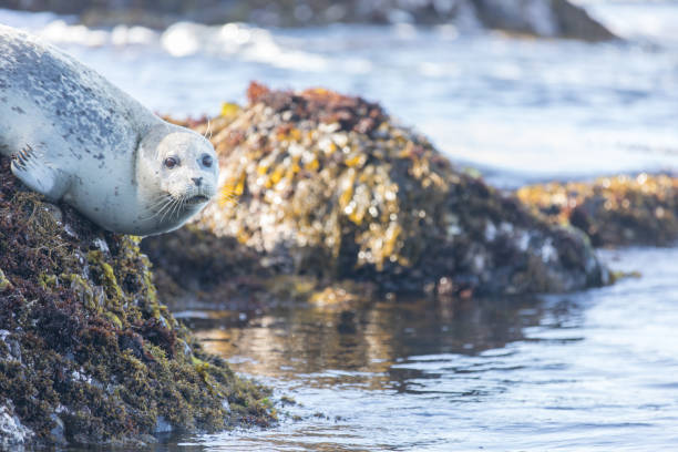 Spotted Adult Harbor Seal (Phoca vitulina) hanging on a rock. Point Lobos State Natural Reserve, Monterey Coast, California, USA. point lobos state reserve stock pictures, royalty-free photos & images