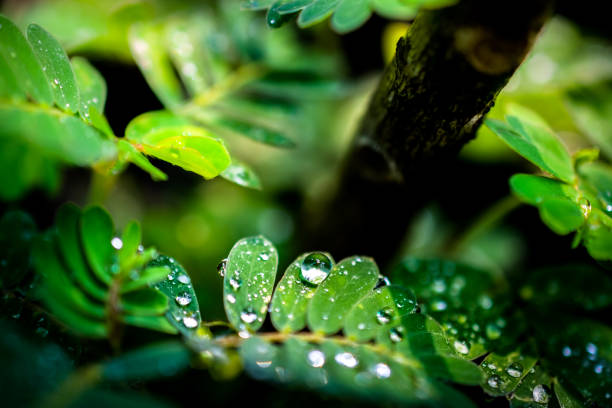 istock water drops in fresh garden. 675906324