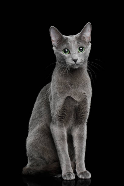 istock Russian blue Cat on Black Background 675906478