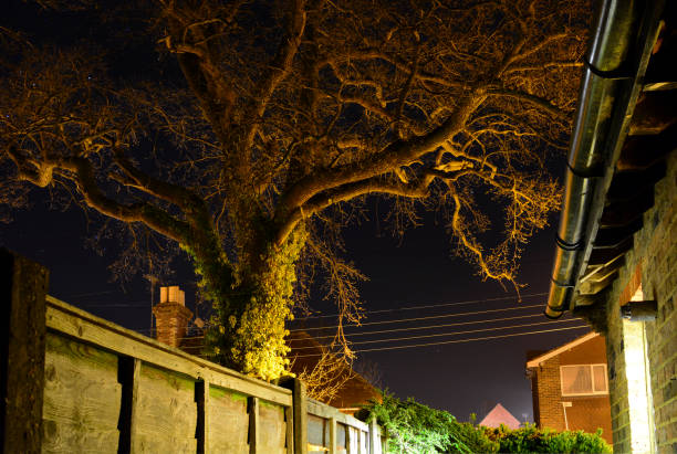 Photo of Oak Tree Illuminated at Night